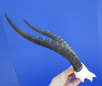 Female Blesbok Skull Plate with 12-3/4 inches Horns for $44.99