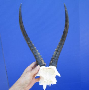 Female Blesbok Skull Plate with 12-3/4 inches Horns for $44.99