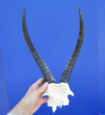 Female Blesbok Skull Plate with 12-3/4 inches Horns for $44.99