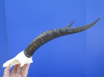 Female Blesbok Skull Plate with 12-3/4 inches Horns for $44.99