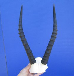 Blesbok Skull Plate...