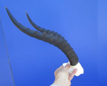 Blesbok Skull Plate with 14 inches Horns for $44.99