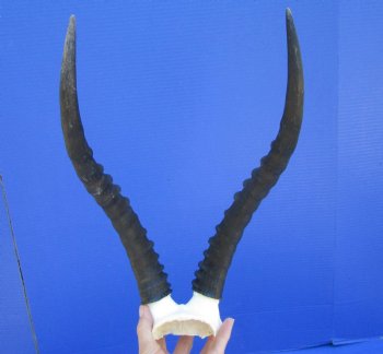 Blesbok Skull Plate with 14 inches Horns for $44.99