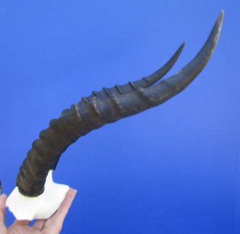 Blesbok Skull Plate with 14 inches Horns for $44.99