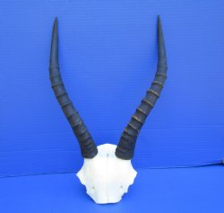 Female Blesbok Skul...