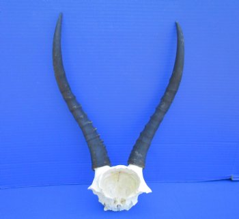 Female Blesbok Skull Plate with 12-3/4 and 13-1/2 inches Horns for $44.99