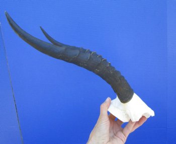 Female Blesbok Skull Plate with 12-3/4 and 13-1/2 inches Horns for $44.99