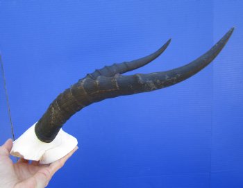 Female Blesbok Skull Plate with 12-3/4 and 13-1/2 inches Horns for $44.99