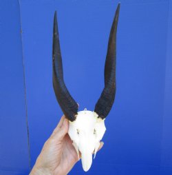 African Bushbuck Skull Plate, Cap with 9-1/2 and10-1/2 inches Horns - Buy this one for <FONT COLOR=RED> SALE $49.99</FONT>