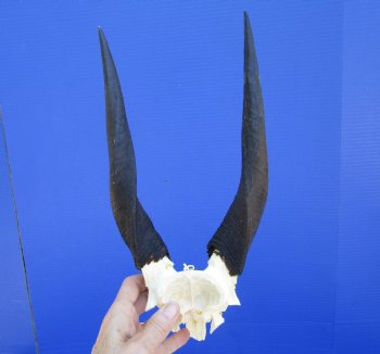 African Bushbuck Skull Plate, Cap with 9-1/2 and10-1/2 inches Horns - Buy this one for <FONT COLOR=RED> SALE $49.99</FONT>