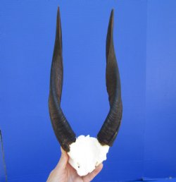 African Bushbuck Skull Plate, Cap with 12-7/8 and 13-1/2 inches Horns - Buy this one for <FONT COLOR=RED> SALE $49.99</FONT>