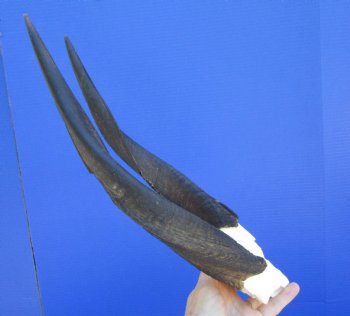 African Bushbuck Skull Plate, Cap with 12-7/8 and 13-1/2 inches Horns - Buy this one for <FONT COLOR=RED> SALE $49.99</FONT>