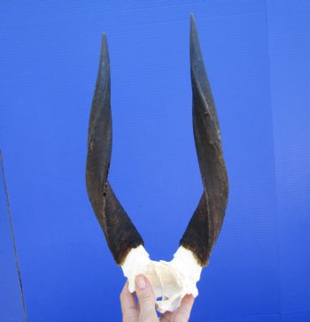 African Bushbuck Skull Plate, Cap with 12-7/8 and 13-1/2 inches Horns - Buy this one for <FONT COLOR=RED> SALE $49.99</FONT>