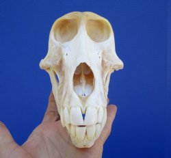 Female Chacma Baboo...