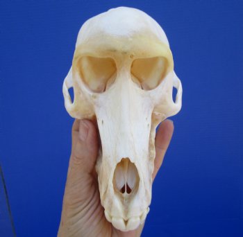 Female Chacma Baboon Skull, 7 inches CITES P000040541) - $179.99