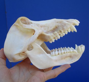 Female Chacma Baboon Skull, 7 inches CITES P000040541) - $179.99