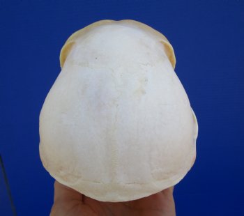 Female Chacma Baboon Skull, 7 inches CITES P000040541) - $179.99