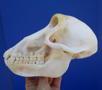 Female Chacma Baboon Skull, 7 inches CITES P000040541) - $179.99