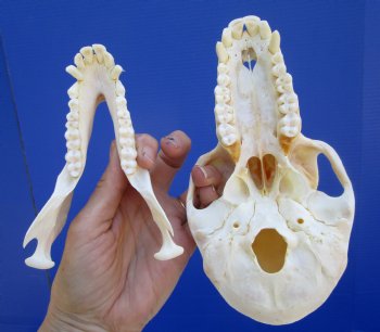 Female Chacma Baboon Skull, 7 inches CITES P000040541) - $179.99