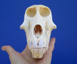 Female Chacma Baboo...