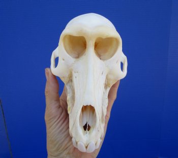 Female Chacma Baboon Skull, 7-1/4 inches CITES P000040541) - $179.99