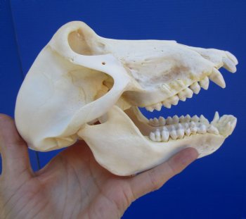 Female Chacma Baboon Skull, 7-1/4 inches CITES P000040541) - $179.99