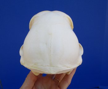 Female Chacma Baboon Skull, 7-1/4 inches CITES P000040541) - $179.99