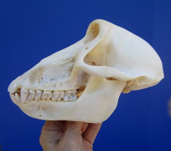 Female Chacma Baboon Skull, 7-1/4 inches CITES P000040541) - $179.99