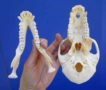 Female Chacma Baboon Skull, 7-1/4 inches CITES P000040541) - $179.99