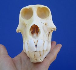 Female Chacma Baboon Skull, 6-3/4 inches CITES P000040541) - $179.99