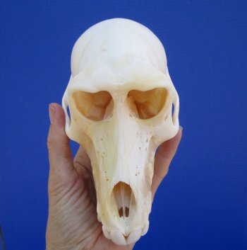 Female Chacma Baboon Skull, 6-3/4 inches CITES P000040541) - $179.99