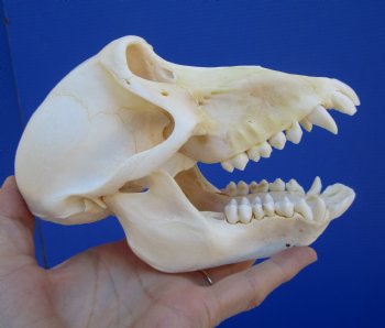 Female Chacma Baboon Skull, 6-3/4 inches CITES P000040541) - $179.99