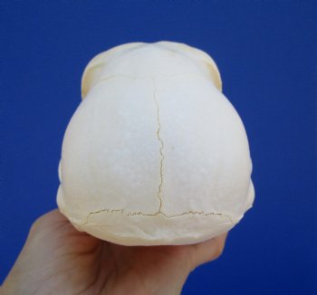 Female Chacma Baboon Skull, 6-3/4 inches CITES P000040541) - $179.99