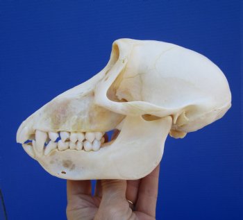 Female Chacma Baboon Skull, 6-3/4 inches CITES P000040541) - $179.99