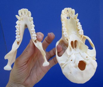 Female Chacma Baboon Skull, 6-3/4 inches CITES P000040541) - $179.99