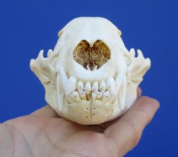 4-3/4 inches Badger...