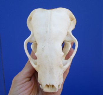 4-3/4 inches Badger Skull for Sale - $64.99