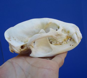 4-3/4 inches Badger Skull for Sale - $64.99