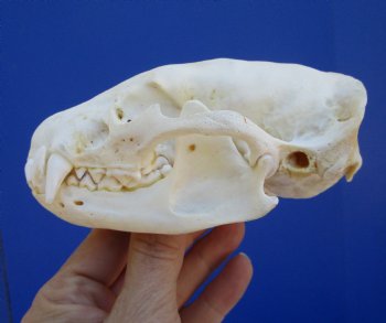 4-3/4 inches Badger Skull for Sale - $64.99