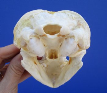 4-3/4 inches Badger Skull for Sale - $64.99