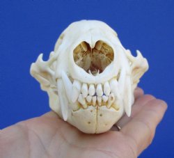 5 inches Badger Sku...