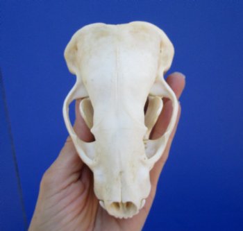 5 inches Badger Skull for Sale - $64.99