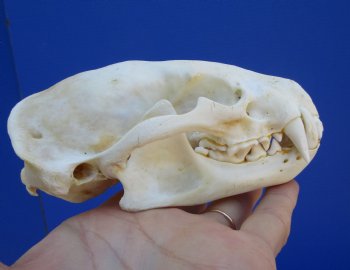 5 inches Badger Skull for Sale - $64.99