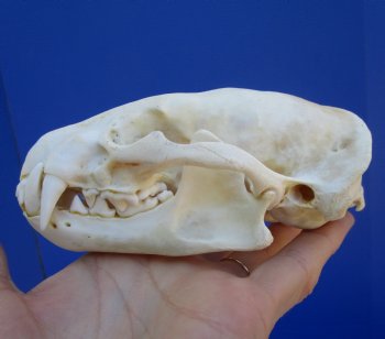 5 inches Badger Skull for Sale - $64.99