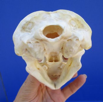 5 inches Badger Skull for Sale - $64.99