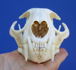 5 inches Authentic ...