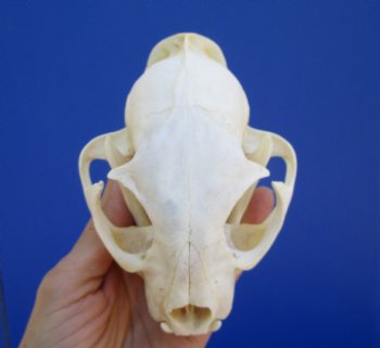 5 inches Authentic North American Bobcat Skull for $69.99