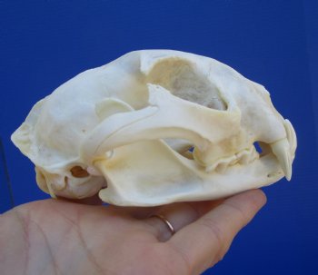 5 inches Authentic North American Bobcat Skull for $69.99