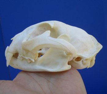 5 inches Authentic North American Bobcat Skull for $69.99