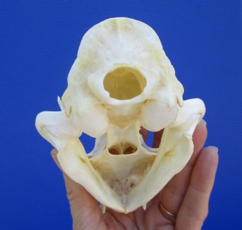 5 inches Authentic North American Bobcat Skull for $69.99